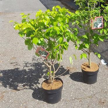 Cornus kousa chinensis