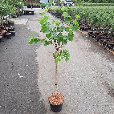 Corylus a. 'Twister'