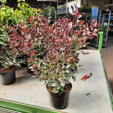 Cotinus Dusky Maiden