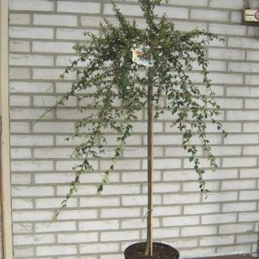 Cotoneaster suec. 'Coral Beauty'