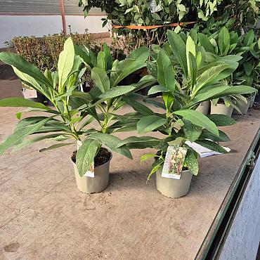 Edgeworthia chrys. 'Grandiflora'