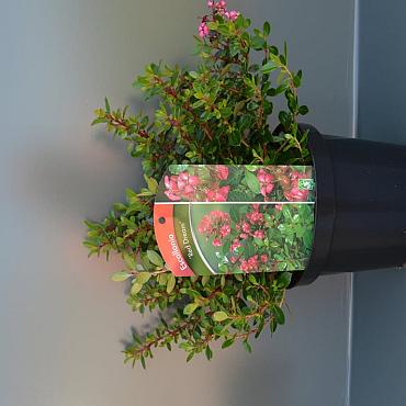 Escallonia 'Red Dream'