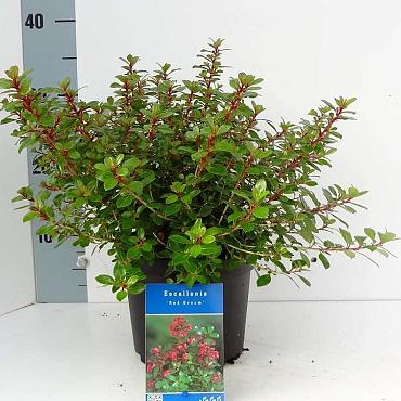 Escallonia 'Red Dream'