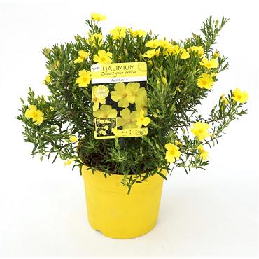 Halimium 'April Sun'