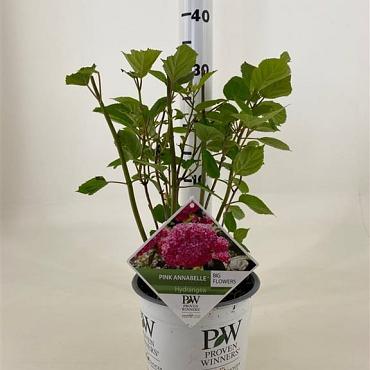 Hydrangea a. Pink Annabelle