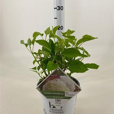 Hydrangea a. Strong Annabelle