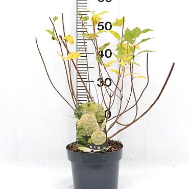 Hydrangea pan. 'Limelight'