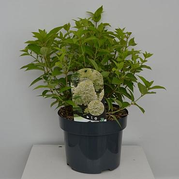 Hydrangea pan. 'Limelight'