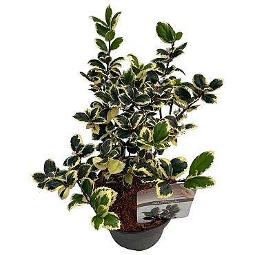 Ilex meserv. 'Casanova'