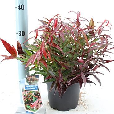 Leucothoe keiskei Burning Love