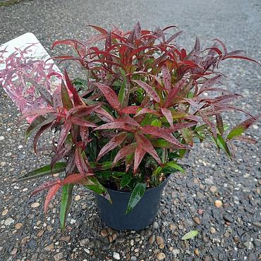 Leucothoe keiskei Burning Love