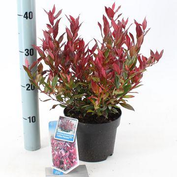 Leucothoe 'Little Flames'