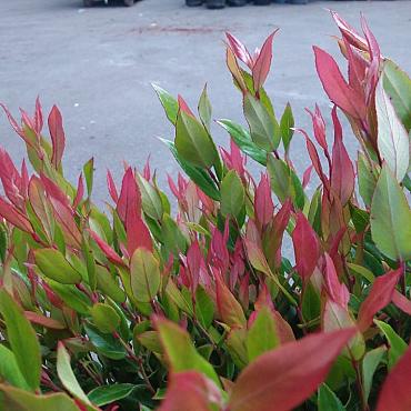 Leucothoe 'Little Flames'