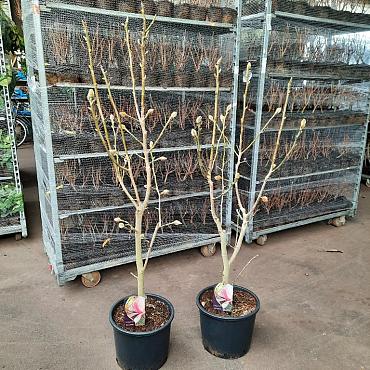 Magnolia 'Pink Beauty'