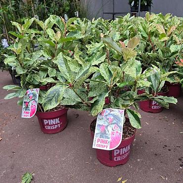 Photinia ser. Pink Crispy'