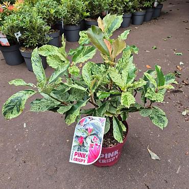 Photinia ser. Pink Crispy'
