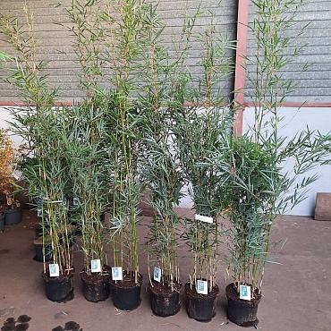 Fargesia robusta 'Campbell'