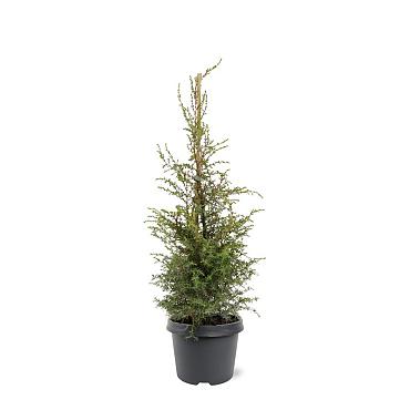 Juniperus comm. 'Suecica'