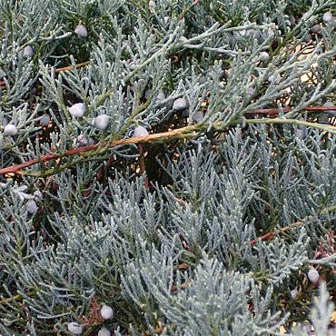 Juniperus virg. 'Grey Owl'