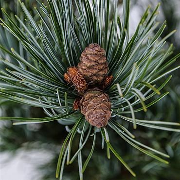 Pinus parv. 'Glauca'
