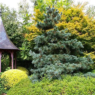 Pinus parv. 'Glauca'
