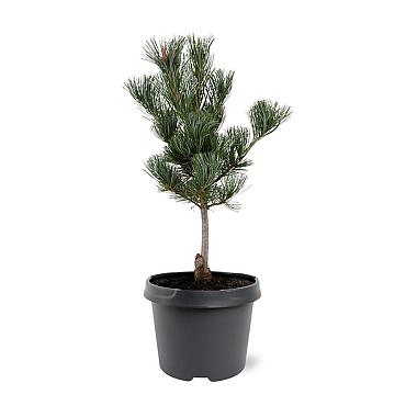 Pinus parv. 'Glauca'