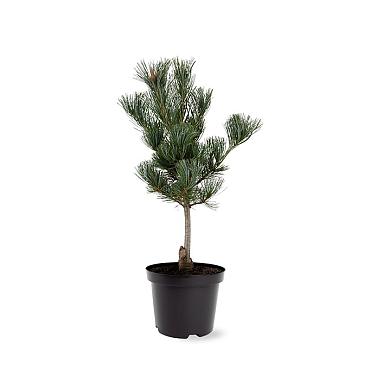 Pinus parv. 'Glauca'