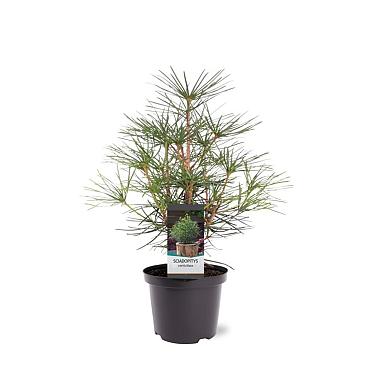 Sciadopitys verticillata