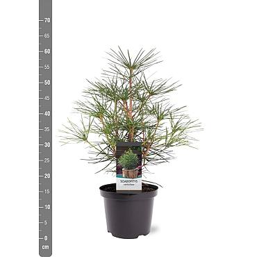 Sciadopitys verticillata