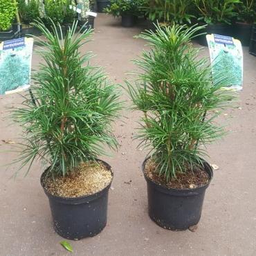 Sciadopitys verticillata