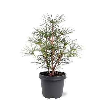 Sciadopitys verticillata