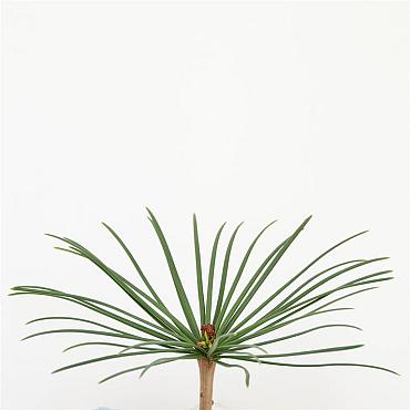 Sciadopitys verticillata