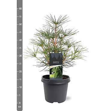Sciadopitys verticillata