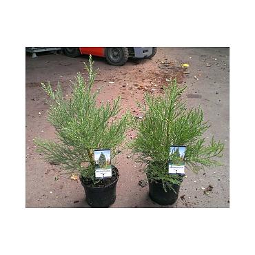 Sequoiadendron giganteum