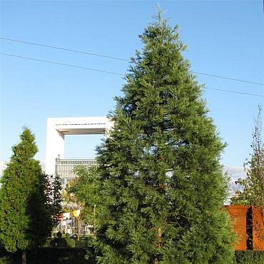 Sequoiadendron giganteum