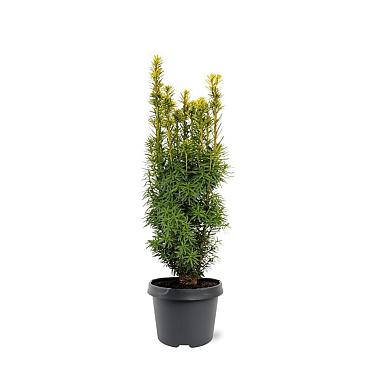 Taxus b. 'David'
