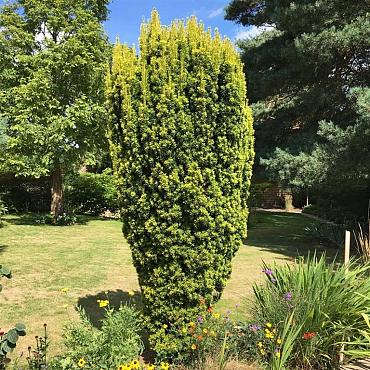 Taxus b. 'David'