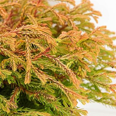 Thuja occ. 'Golden Tuffet'