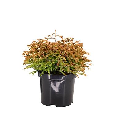 Thuja occ. 'Golden Tuffet'