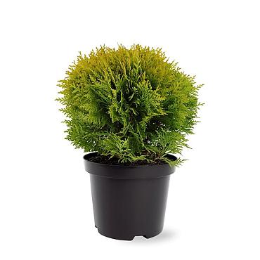 Thuja occ. 'Mirjam'