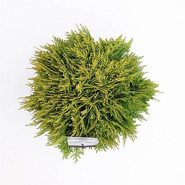 Thuja occ. 'Mirjam'