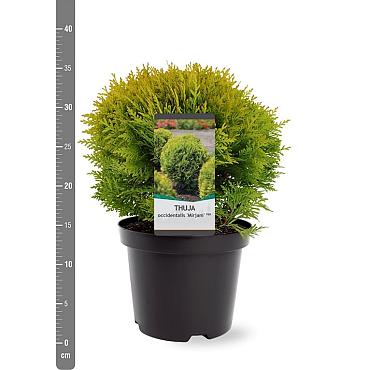 Thuja occ. 'Mirjam'