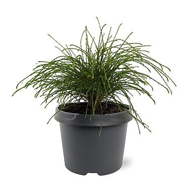 Thuja pl. 'Whipcord'