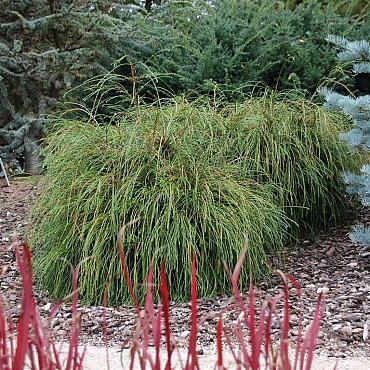 Thuja pl. 'Whipcord'