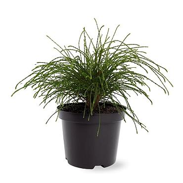 Thuja pl. 'Whipcord'