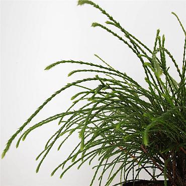 Thuja pl. 'Whipcord'