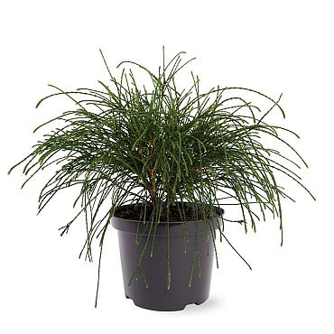 Thuja pl. 'Whipcord'