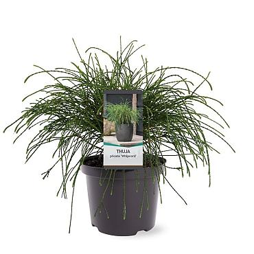 Thuja pl. 'Whipcord'