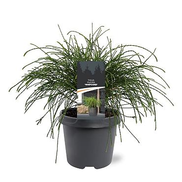 Thuja pl. 'Whipcord'
