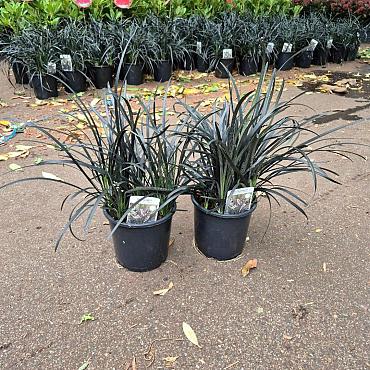 Ophiopogon plan. 'Niger'